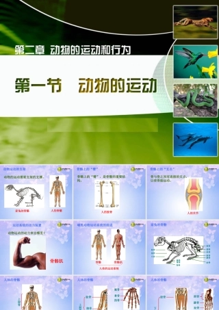 八年级生物上册 动物的运动课件 新人教版 课件