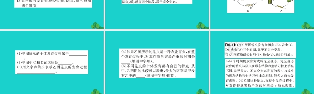 八年级生物下册 7.1.2 昆虫的生殖和发育习题课件(新版)新人教版 课件