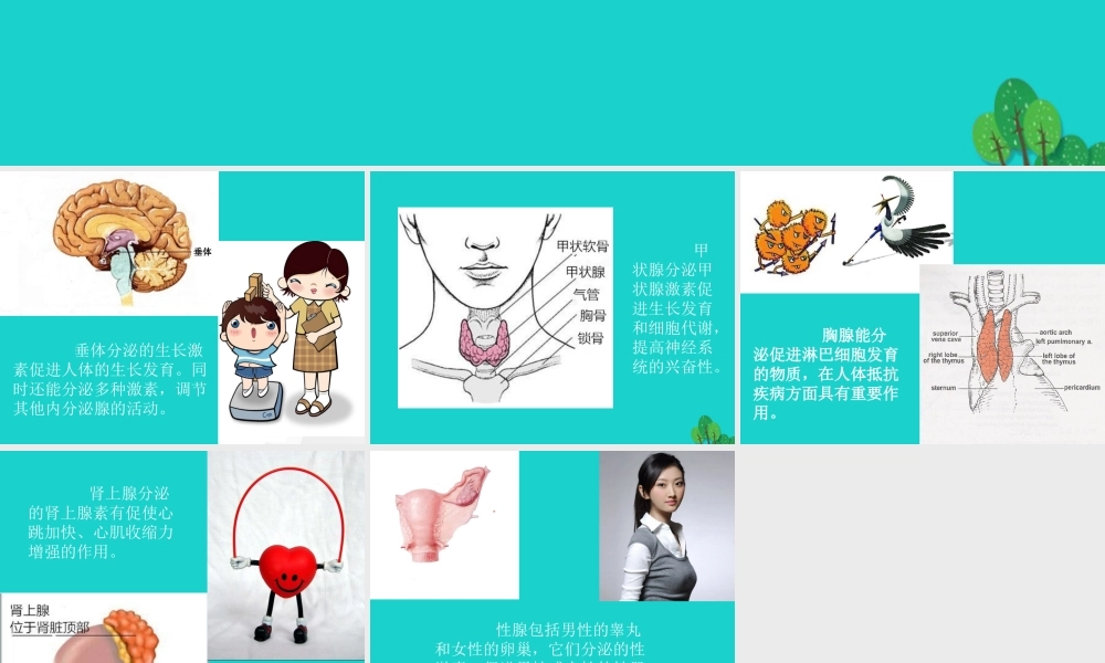 八年级生物上册 第6单元 第16章 第3节 人体的激素调节 人体主要内分泌腺及分泌的激素的作用课件 (新版)苏科版 课件