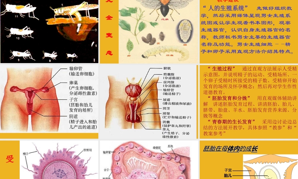 八年级科学下册 第八章 动物和人类的生殖和发育课件 华师大版 课件