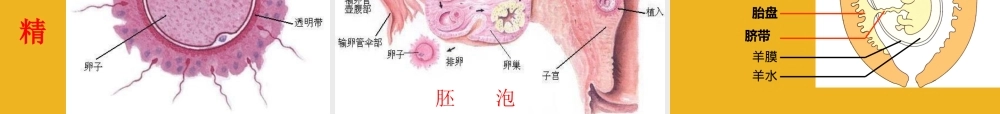 八年级科学下册 第八章 动物和人类的生殖和发育课件 华师大版 课件