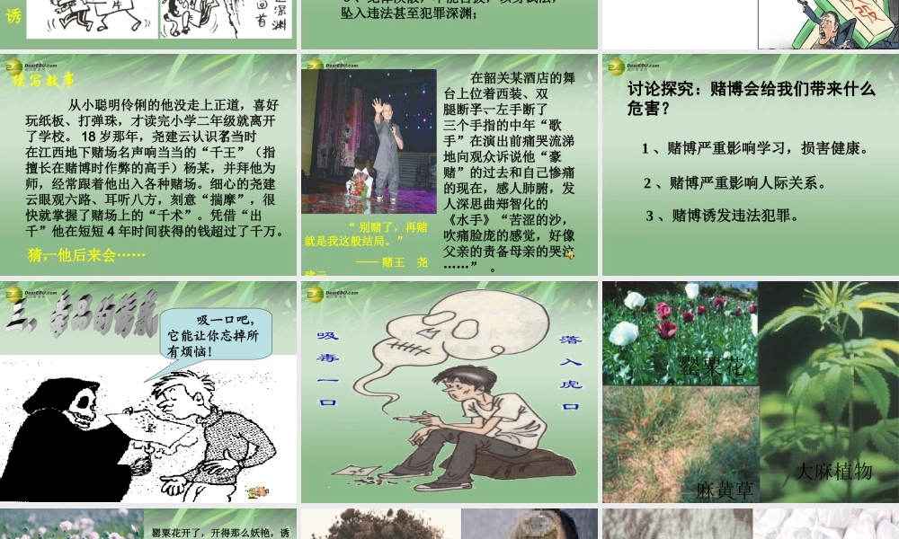 八年级政治上册 第四单元第八课第一框危险的诱惑课件 新人教版 课件