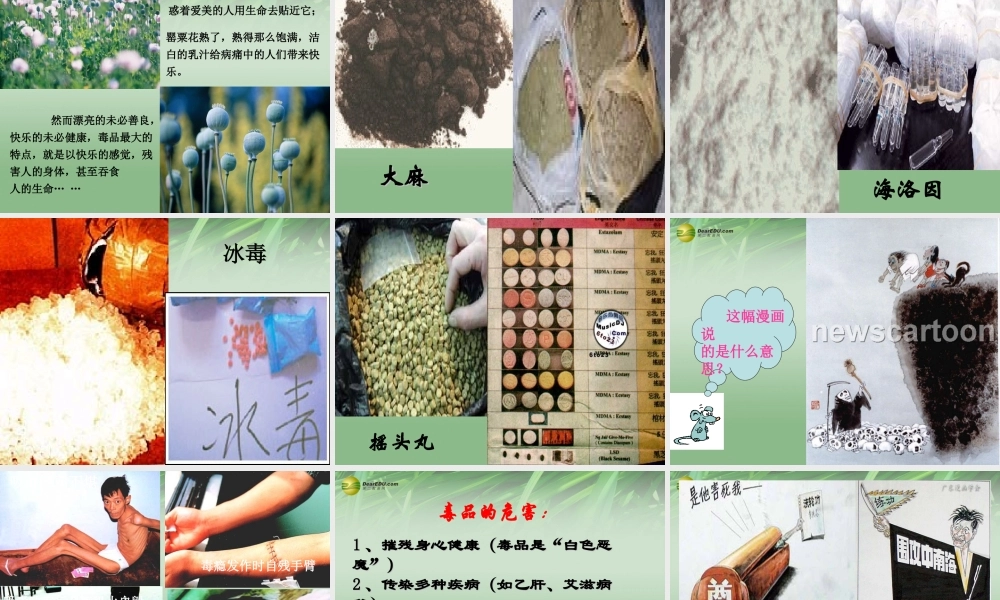 八年级政治上册 第四单元第八课第一框危险的诱惑课件 新人教版 课件