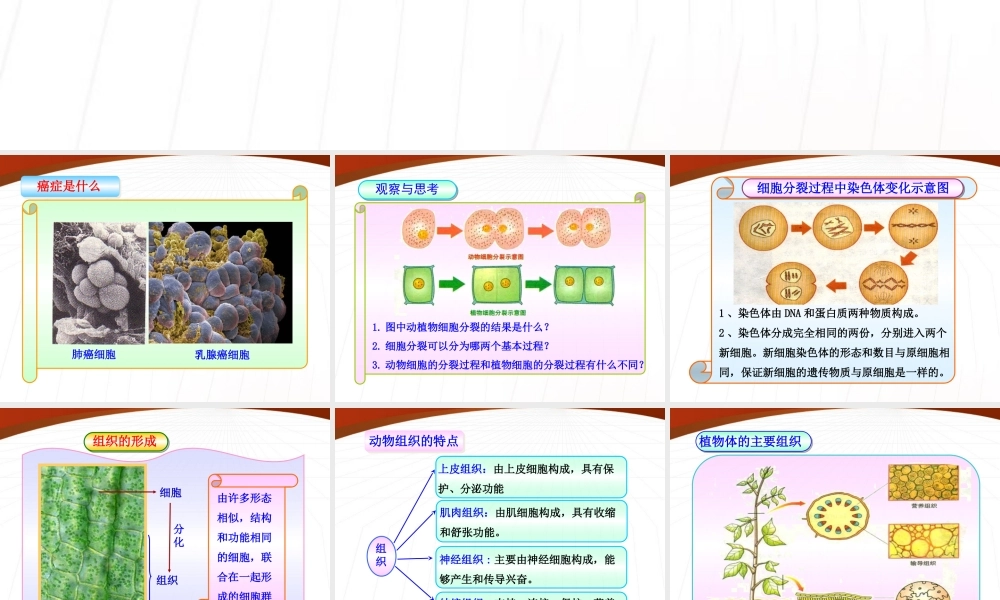 七年级生物上册 第一单元第二章第三节细胞的分裂与分化课件 济南版 课件