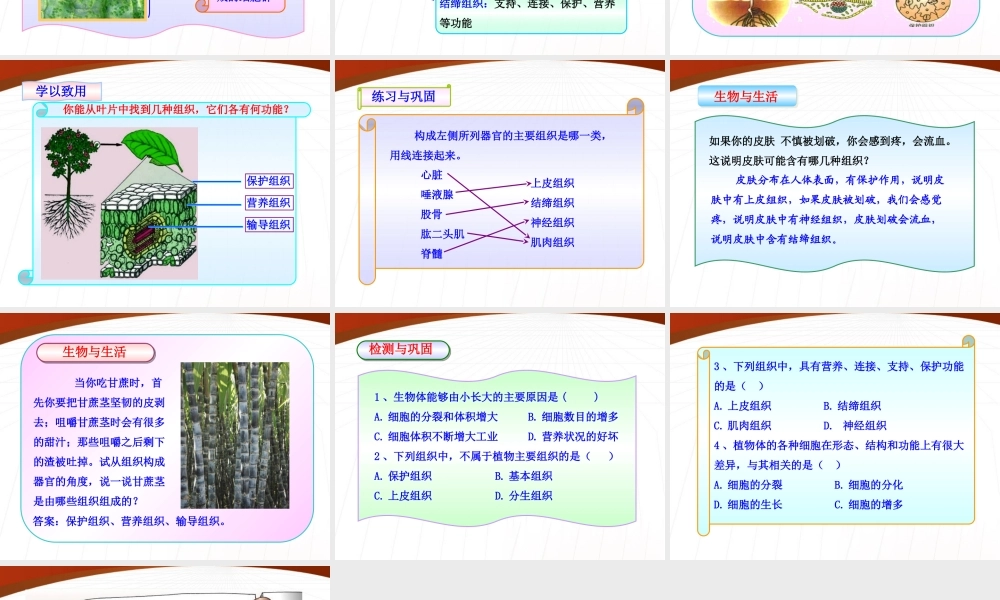 七年级生物上册 第一单元第二章第三节细胞的分裂与分化课件 济南版 课件