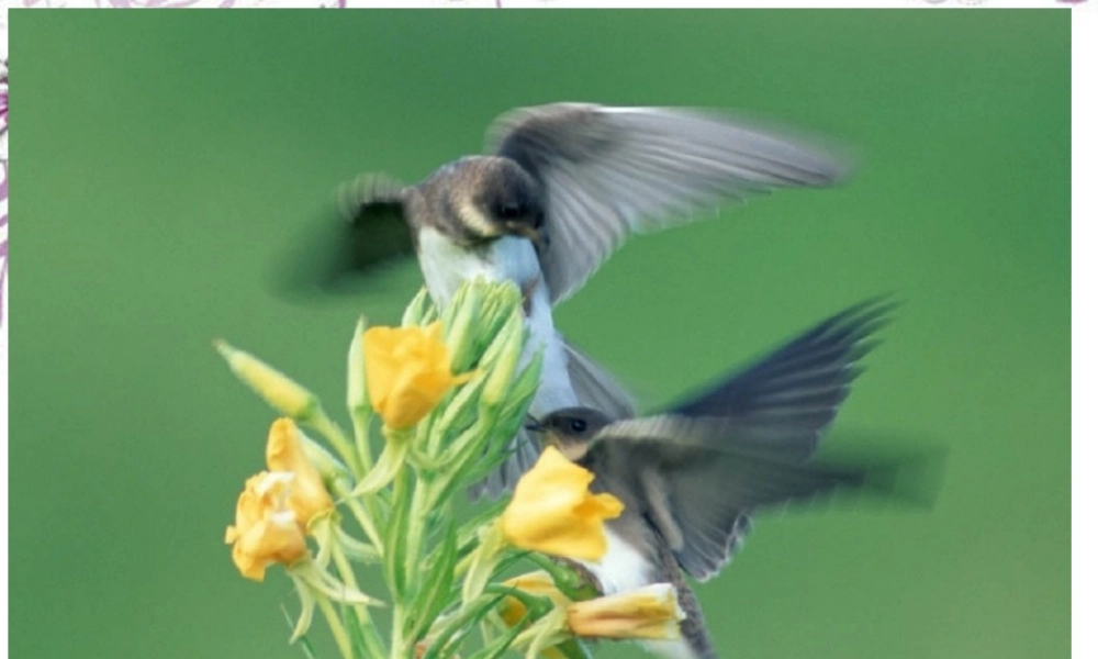 九年级语文 珍珠鸟课件 新人教版 课件