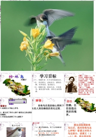 九年级语文 珍珠鸟课件 新人教版 课件