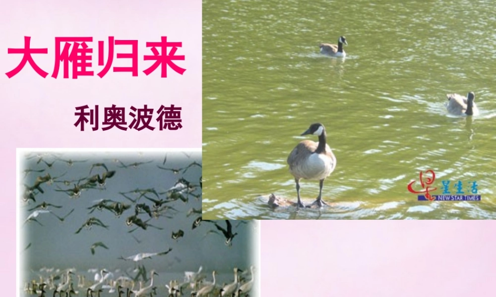 八年级语文下册 3.14(大雁归来)课件 (新版)新人教版 课件