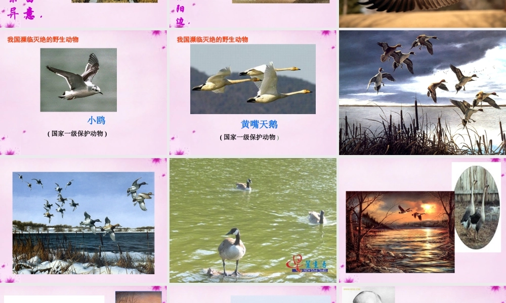 八年级语文下册 3.14(大雁归来)课件 (新版)新人教版 课件