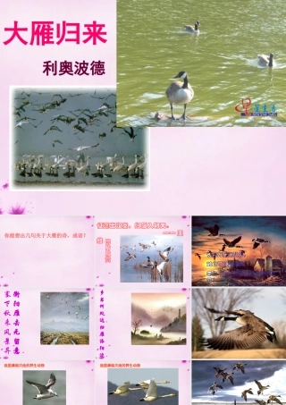 八年级语文下册 3.14(大雁归来)课件 (新版)新人教版 课件