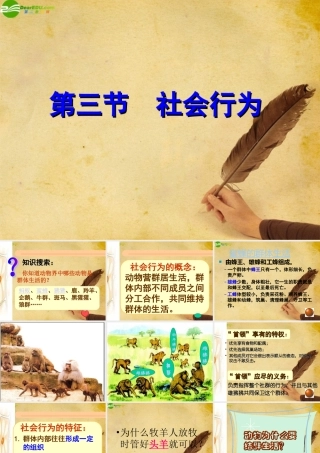 八年级生物上册 动物的社会行为课件 人教新课标版 课件