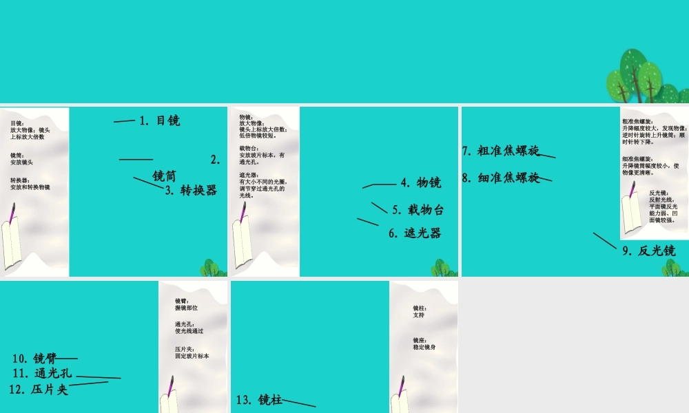 七年级生物上册 第二单元 第三章 第1节 细胞的基本结构和功能 显微镜的结构和功能课件 北师大版 课件