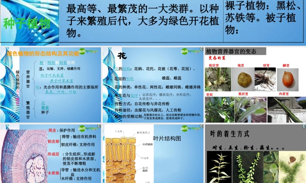 八年级生物 第二学期(试验本)第4章第一节 植物 植物的形态结构课件 上海版 课件