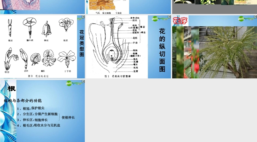 八年级生物 第二学期(试验本)第4章第一节 植物 植物的形态结构课件 上海版 课件