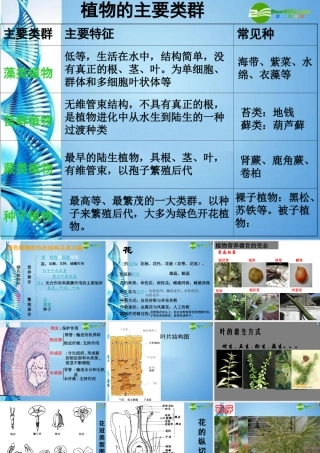 八年级生物 第二学期(试验本)第4章第一节 植物 植物的形态结构课件 上海版 课件