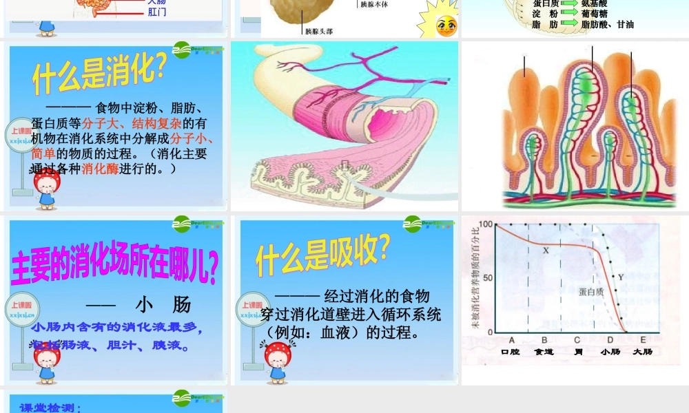 七年级生物下册：第四单元第二章第二节消化和吸收7课件 人教版 课件
