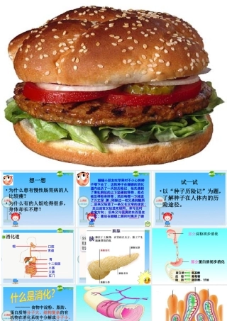 七年级生物下册：第四单元第二章第二节消化和吸收7课件 人教版 课件