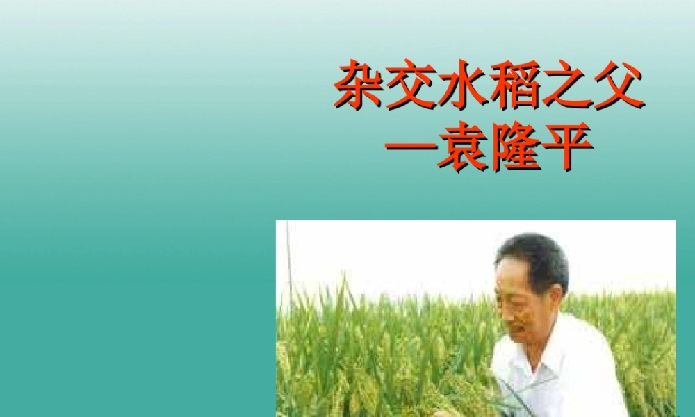 八年级语文上册 第8课(杂交水稻之父  袁隆平)课件 (新版)语文版 课件