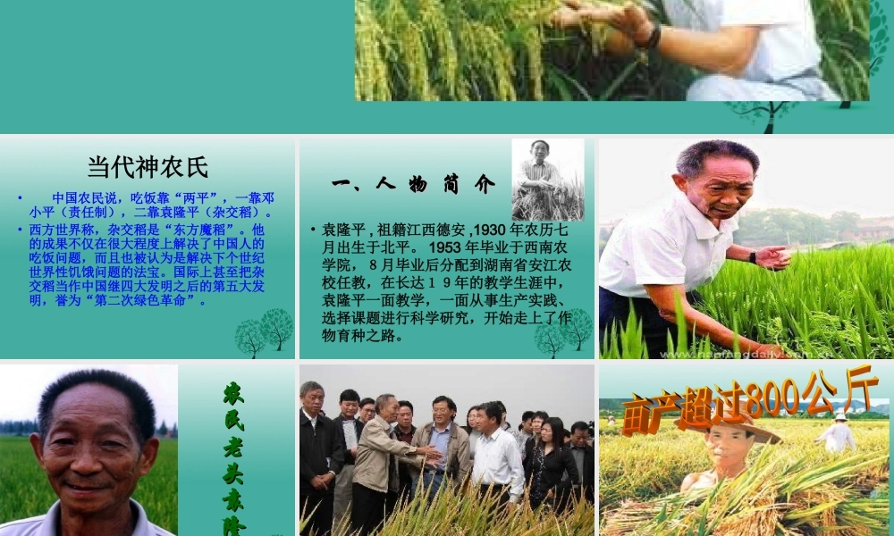 八年级语文上册 第8课(杂交水稻之父  袁隆平)课件 (新版)语文版 课件