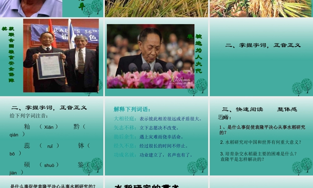 八年级语文上册 第8课(杂交水稻之父  袁隆平)课件 (新版)语文版 课件