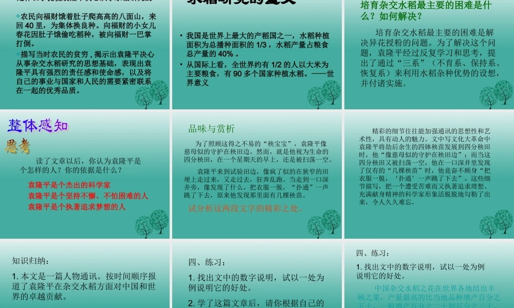 八年级语文上册 第8课(杂交水稻之父  袁隆平)课件 (新版)语文版 课件