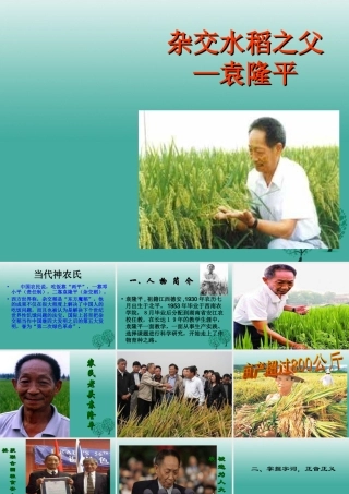 八年级语文上册 第8课(杂交水稻之父  袁隆平)课件 (新版)语文版 课件