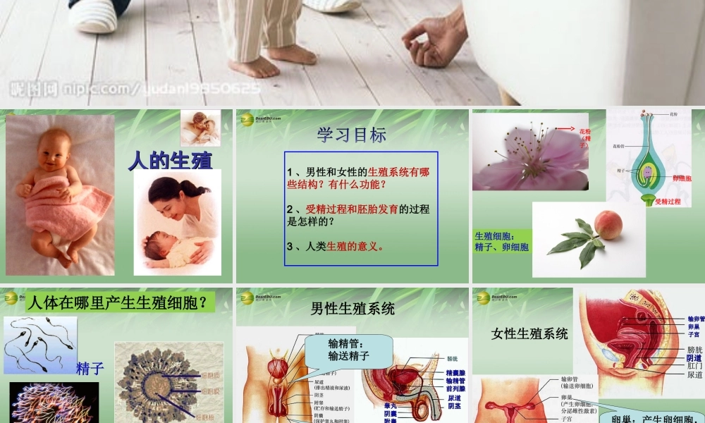 中学七年级生物下册 人的生殖课件 新人教版 课件