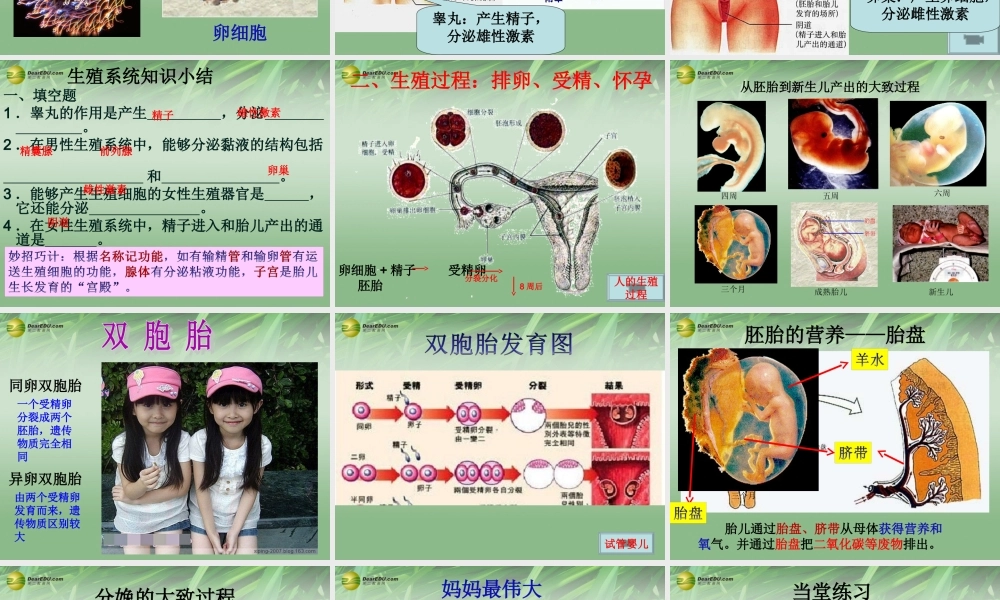 中学七年级生物下册 人的生殖课件 新人教版 课件