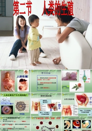 中学七年级生物下册 人的生殖课件 新人教版 课件