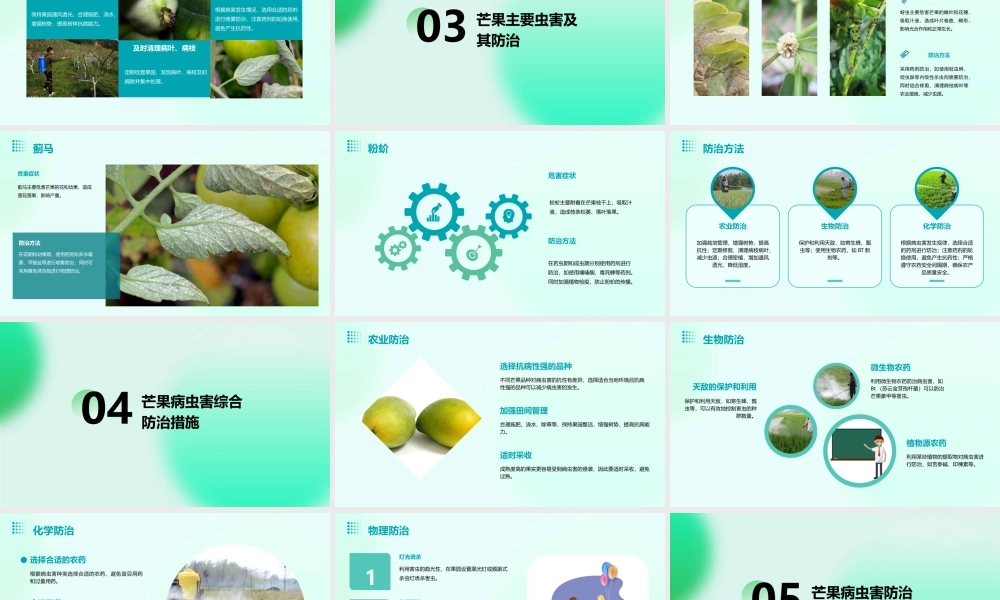 芒果主要病虫害的防治课件