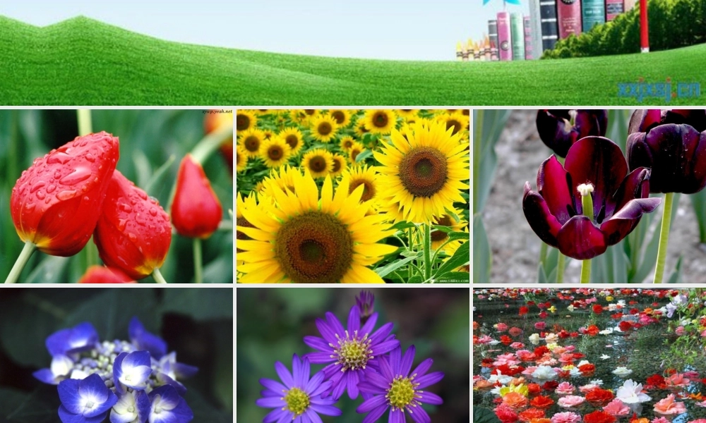 八年级语文上册(送你一束转基因花)优秀实用课件 苏教版 课件