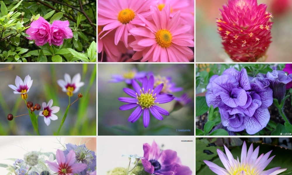 八年级语文上册(送你一束转基因花)优秀实用课件 苏教版 课件