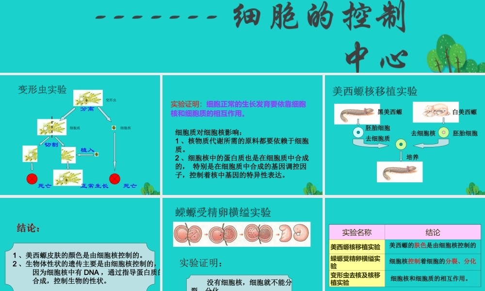八年级生物上册 第四单元 第四章 第一节 遗传的物质基础 细胞核——细胞的控制中心课件 (新版)济南版 课件