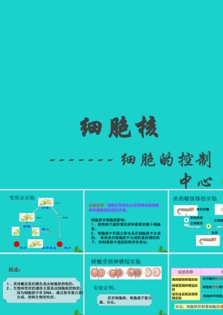 八年级生物上册 第四单元 第四章 第一节 遗传的物质基础 细胞核——细胞的控制中心课件 (新版)济南版 课件