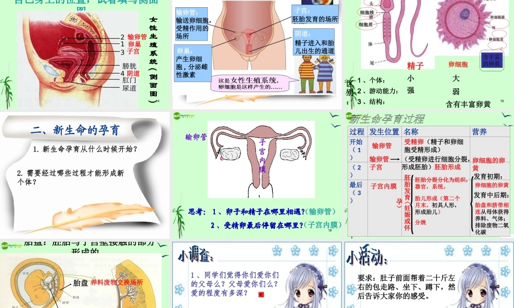 八年级生物上册 第八章_人的生殖和发育课件 北师大版 课件