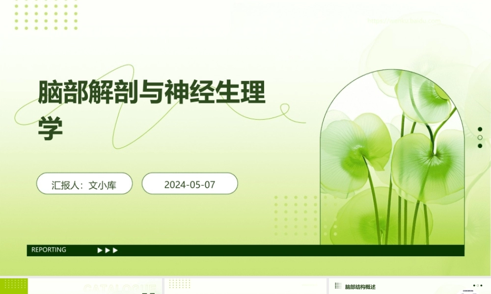 脑部解剖与神经生理学