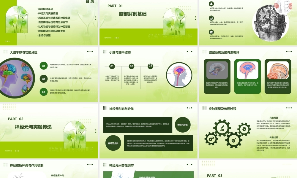 脑部解剖与神经生理学