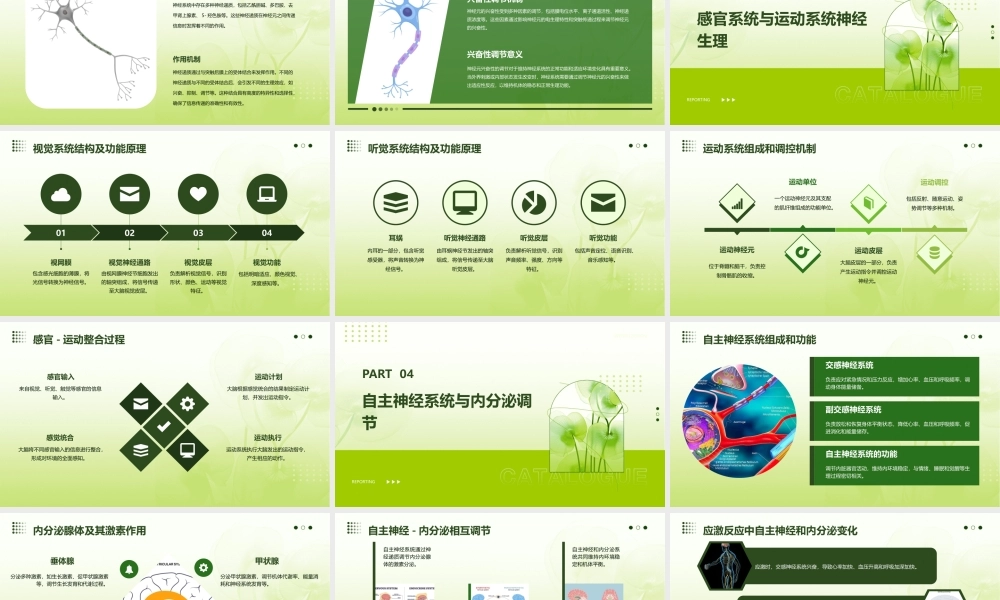 脑部解剖与神经生理学