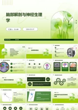 脑部解剖与神经生理学