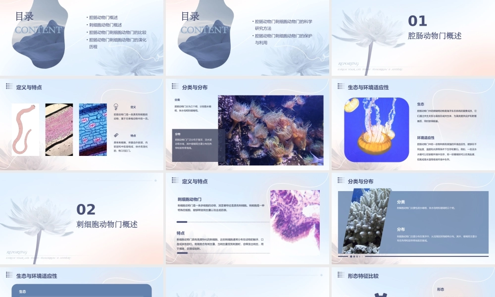 腔肠动物门刺细胞动物门课件