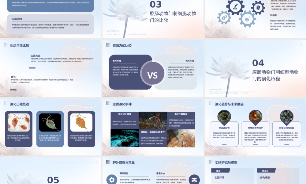 腔肠动物门刺细胞动物门课件