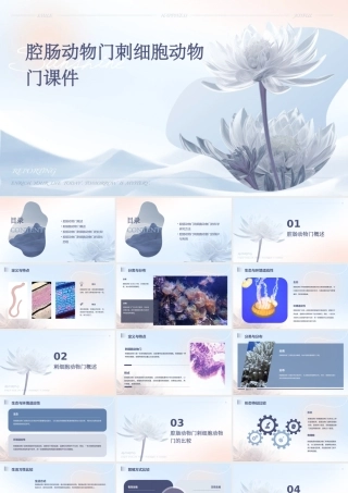 腔肠动物门刺细胞动物门课件