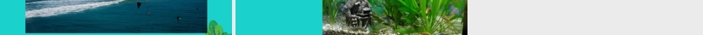 八年级生物上册 第七单元 第一章 第四节 鱼类 鱼与人类生活的关系课件 鲁科版五四制 课件