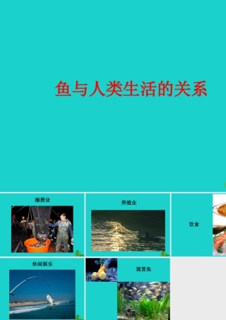 八年级生物上册 第七单元 第一章 第四节 鱼类 鱼与人类生活的关系课件 鲁科版五四制 课件