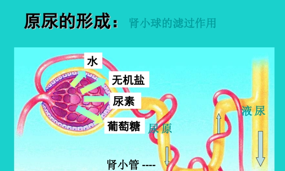 七年级生物下册 第三单元 第四章 第一节 尿液的形成和排出 尿液的形成课件 (新版)济南版 课件