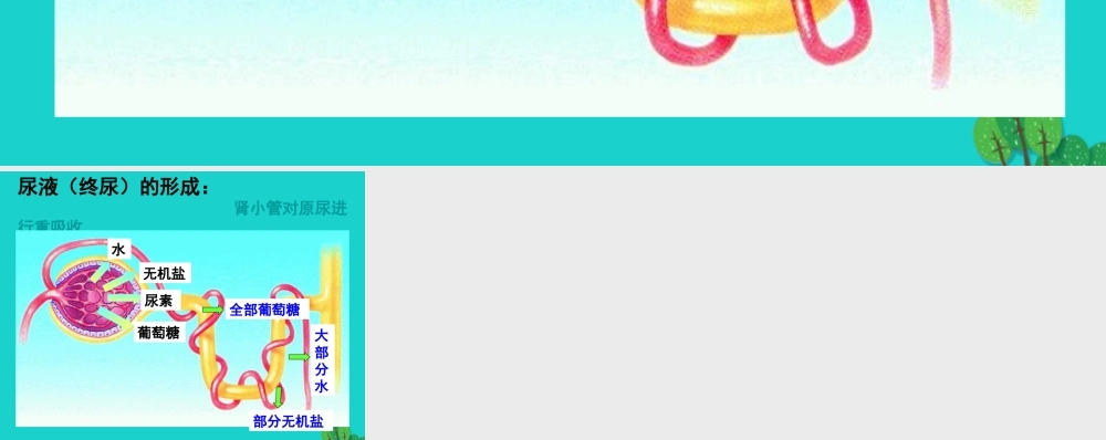 七年级生物下册 第三单元 第四章 第一节 尿液的形成和排出 尿液的形成课件 (新版)济南版 课件