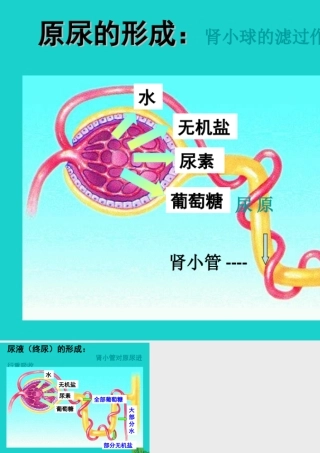 七年级生物下册 第三单元 第四章 第一节 尿液的形成和排出 尿液的形成课件 (新版)济南版 课件