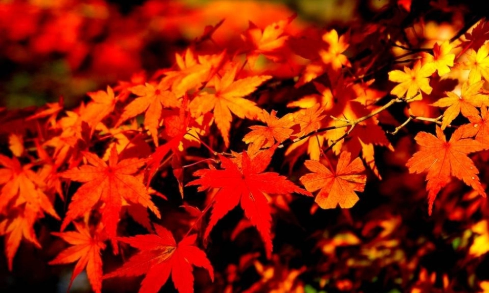 七年级语文上册(父母的心)教学课件 北师大版 课件