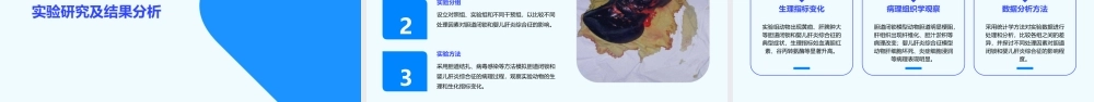 胆道闭锁与婴儿肝炎综合征的病理生理学探讨