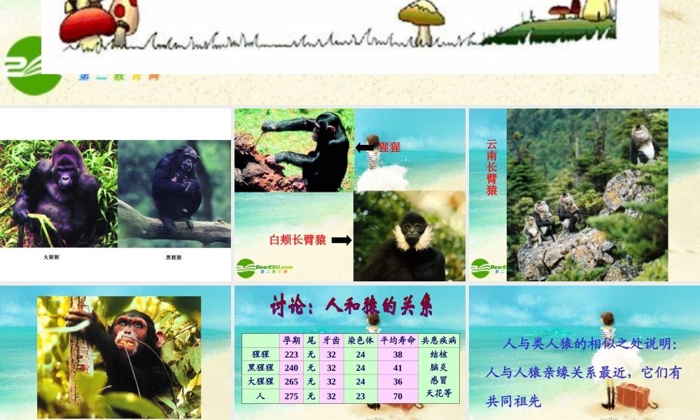 八年级生物下册 第4节 人类的起源和进化课件 苏教版 课件